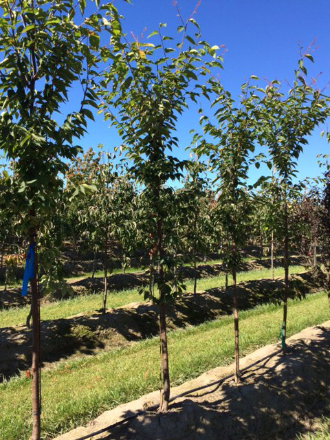 Green Vase Japanese Zelkova