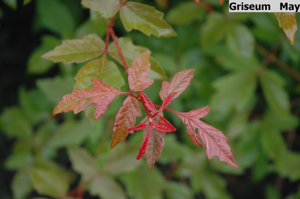 Acer griseum