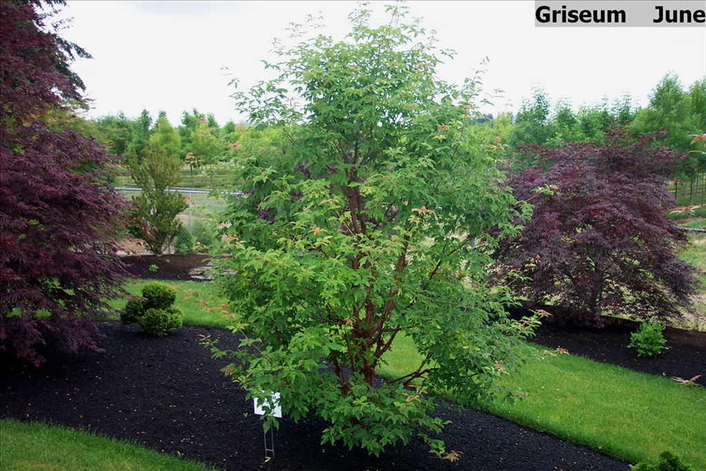 Acer griseum