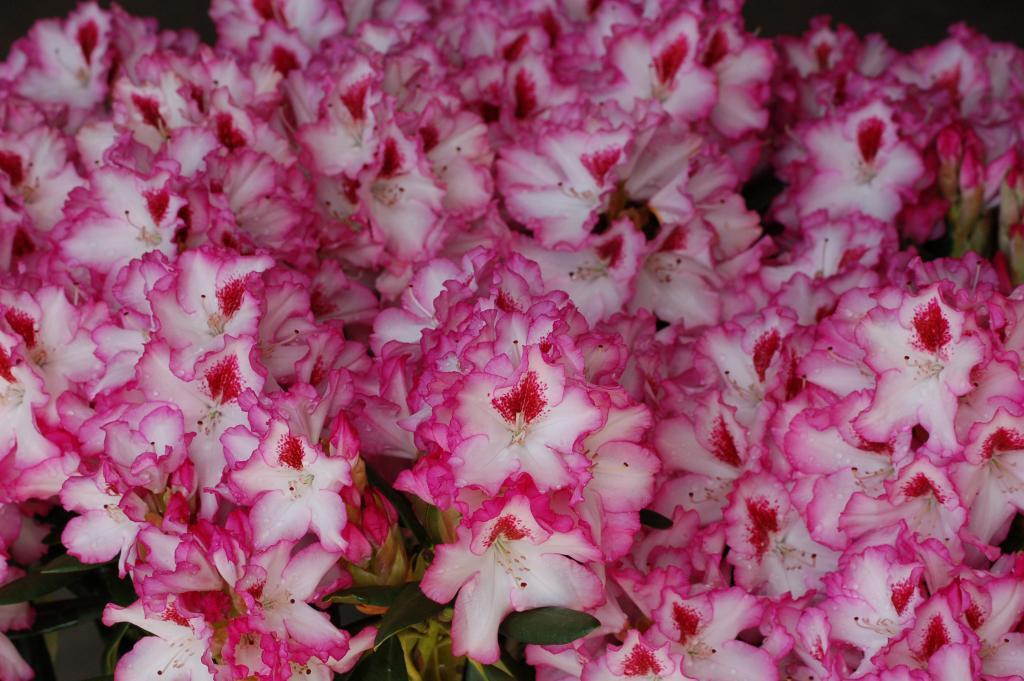Rhododendron Hachmann's Charmant