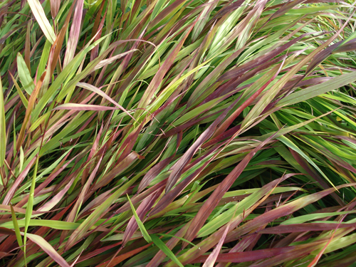 Hakonechloa macra 'Beni-kaze'