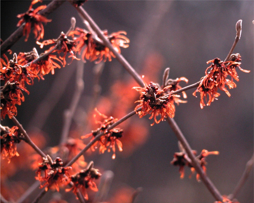Hamamelis x intermedia 'Diane'