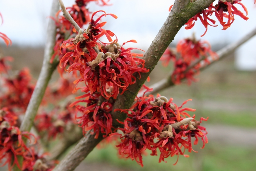 Hamamelis x intermedia 'Diane'