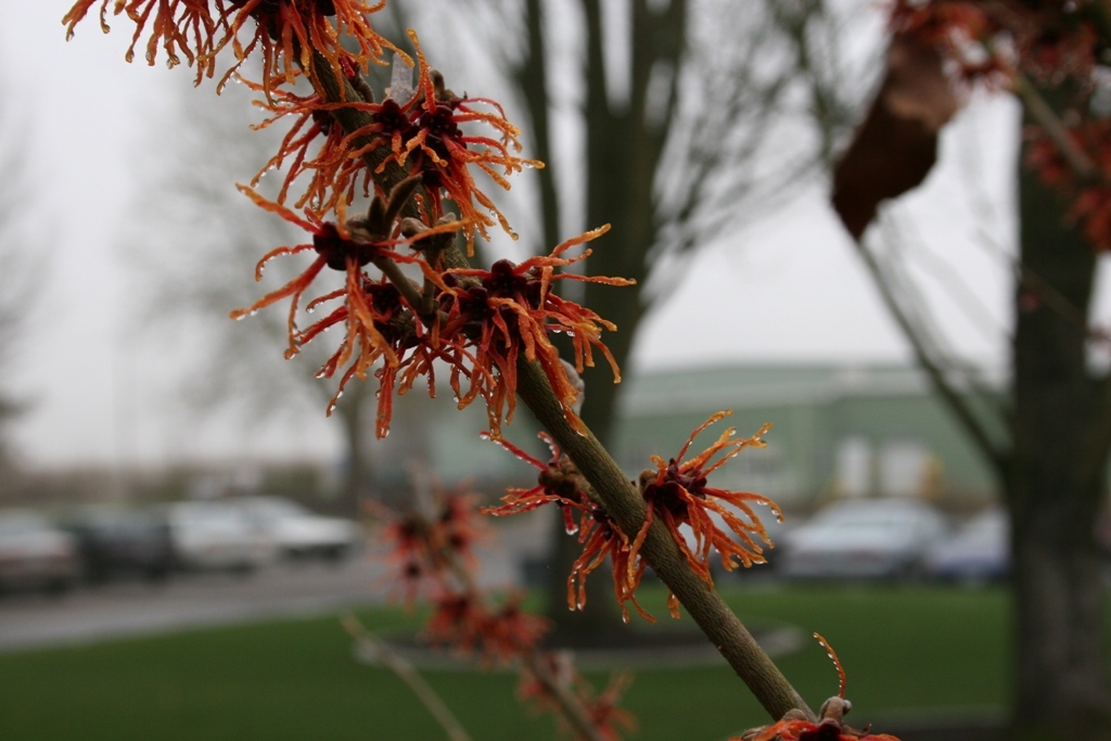 Hamamelis x intermedia 'Jelena'