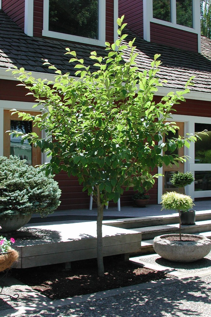 Hamamelis x intermedia 'Jelena'