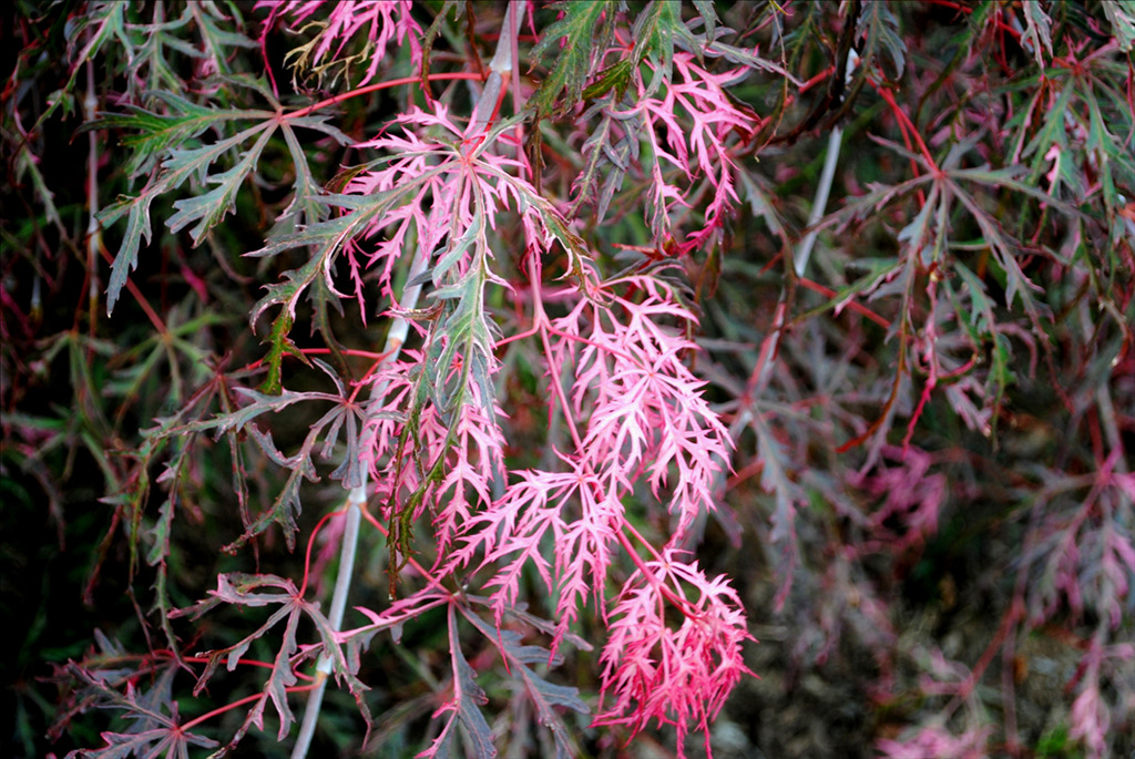 Acer palmatum var. dissectum 'Hana matoi'