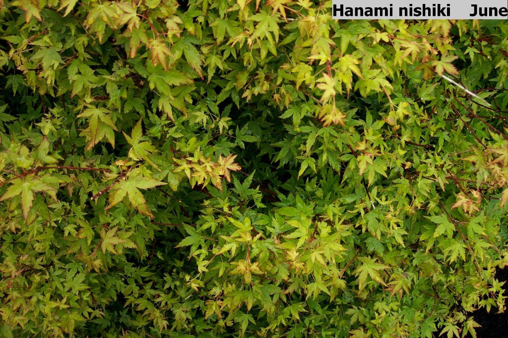 Acer palmatum 'Hanami nishiki'