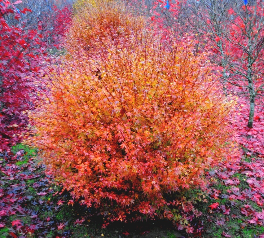 Acer palmatum 'Hanami nishiki'