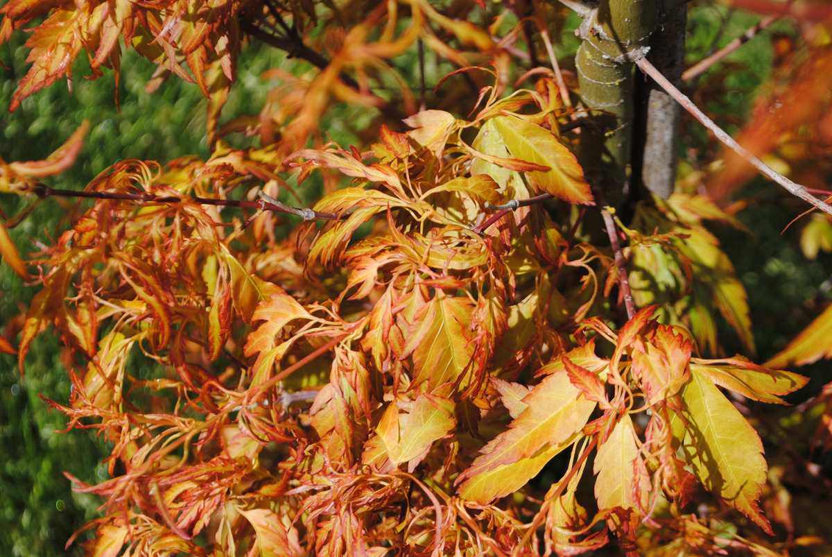 Acer palmatum 'Hanezu hagoromo'