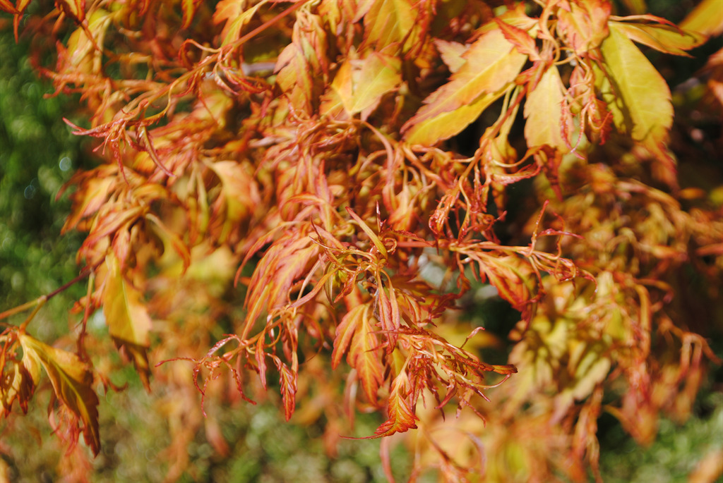 Acer palmatum 'Hanezu hagoromo'