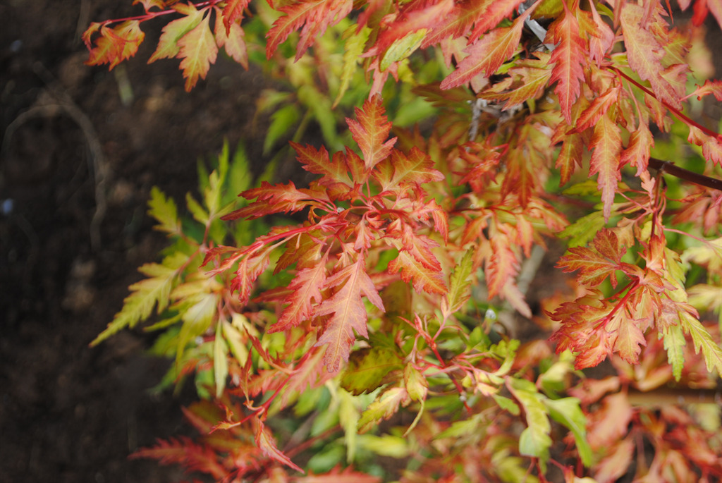 Acer palmatum 'Hanezu hagoromo'