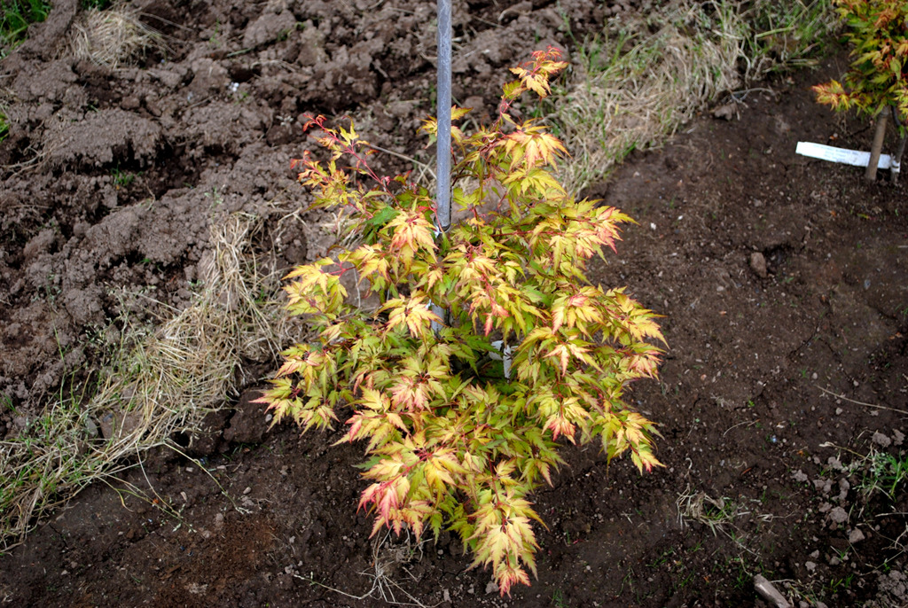 Acer palmatum 'Hanezu hagoromo'