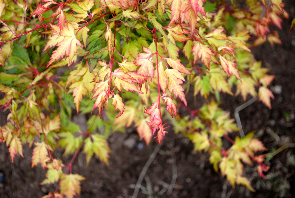 Acer palmatum 'Hanezu hagoromo'