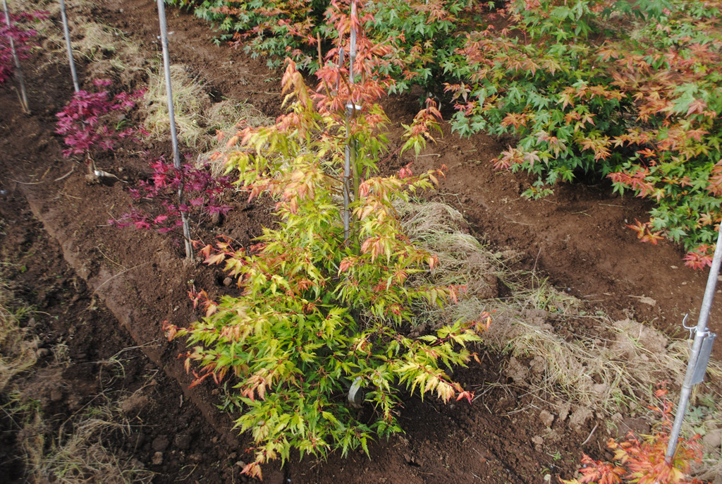 Acer palmatum 'Hanezu hagoromo'