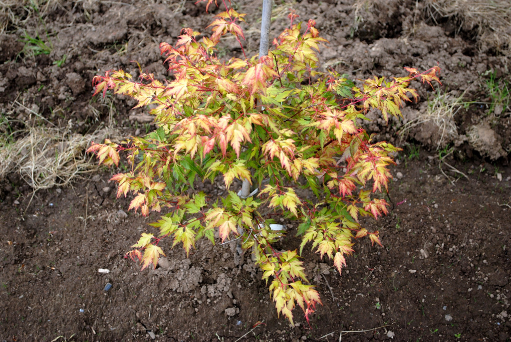Acer palmatum 'Hanezu hagoromo'