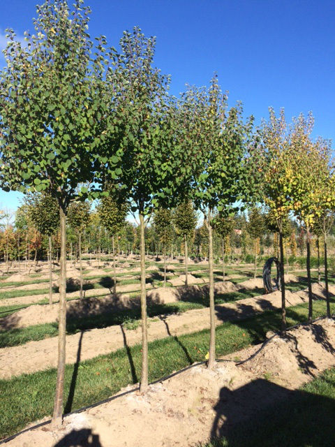 Cercidiphyllum japonicum 'Hanna's Heart'