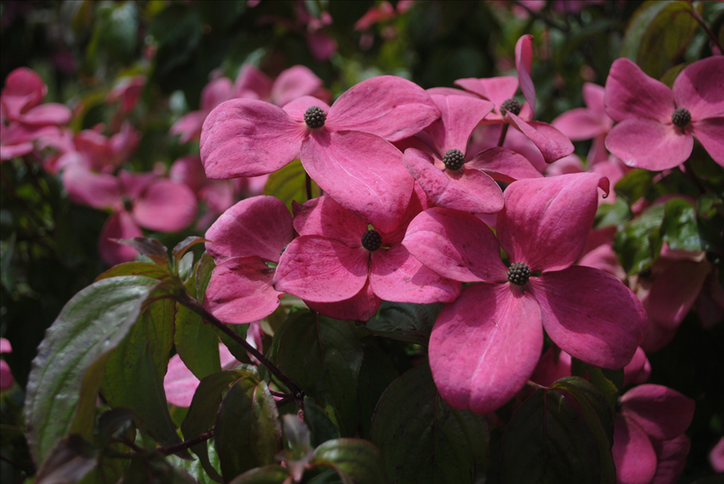 Cornus kousa 'Schmred' PP9283
