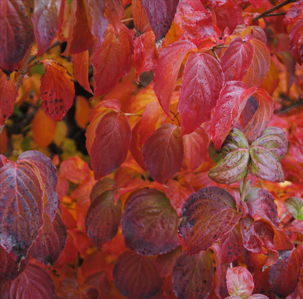 Cornus kousa 'Schmred' PP9283
