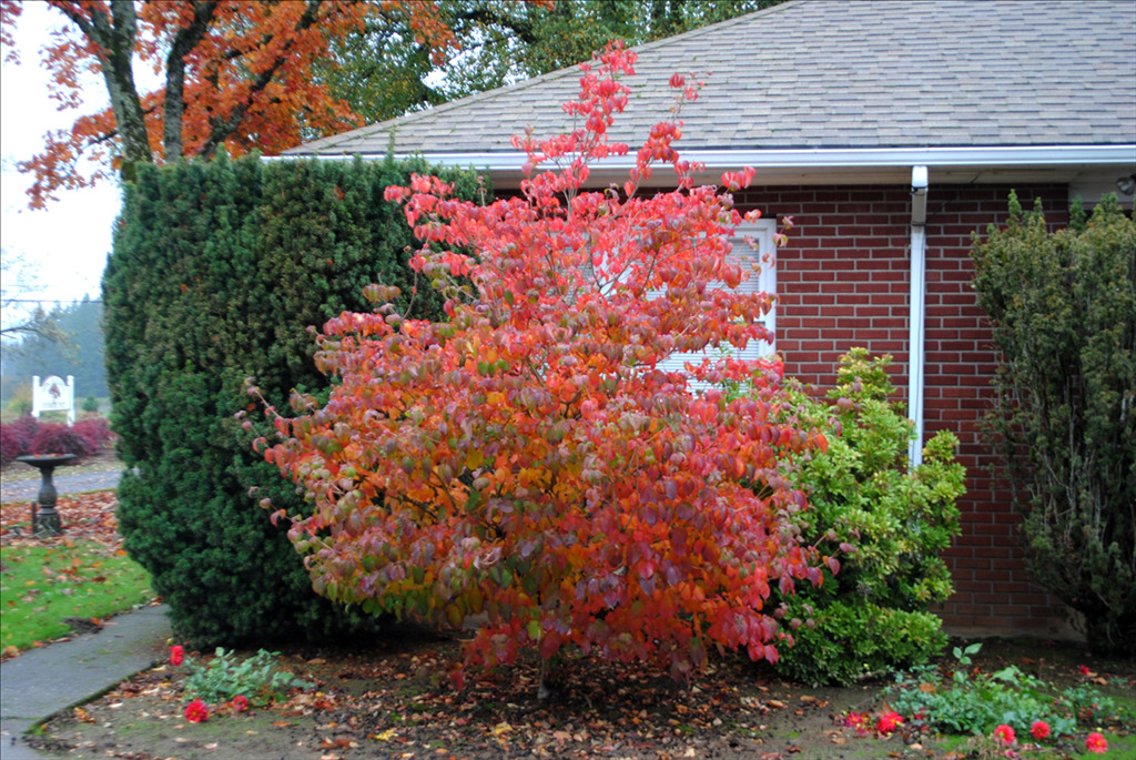 Cornus kousa 'Schmred' PP9283