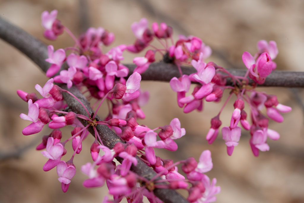 Cercis canadensis 'UMN7101'