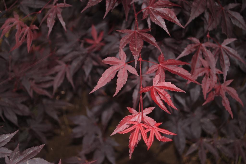 Acer palmatum 'Hefner's Red Select'