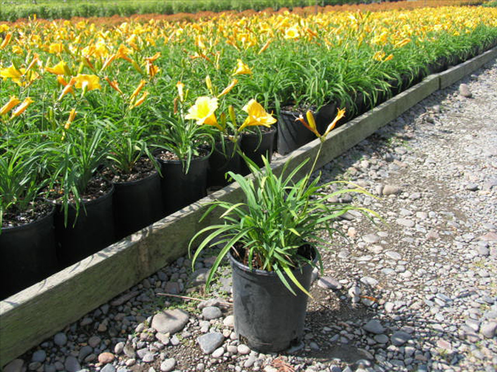 Hemerocallis 'Stella de Oro'