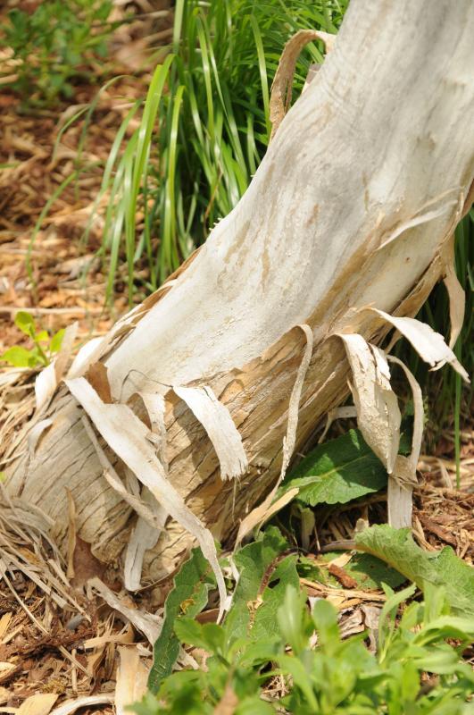 Heptacodium miconioides