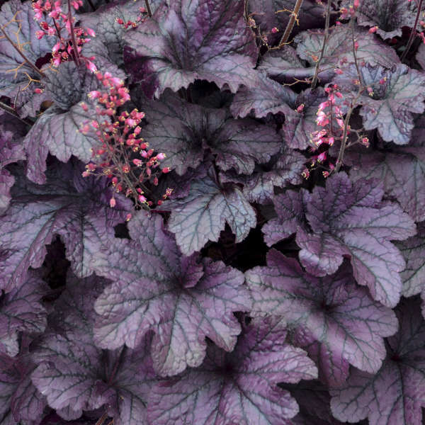 Grape Timeless Heuchera