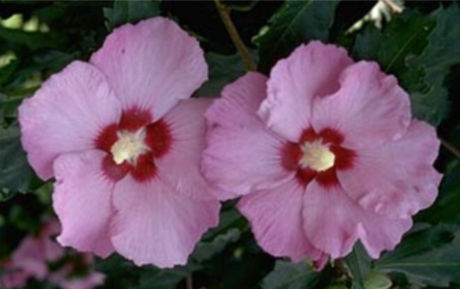 Hibiscus syriacus 'Minerva'