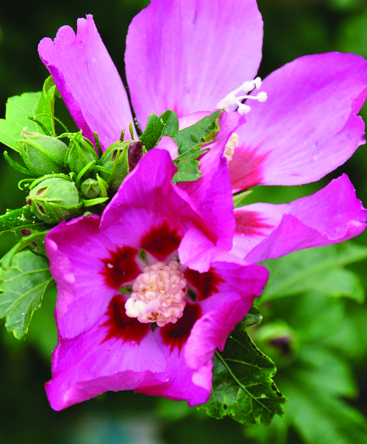 Hibiscus syriacus 'Floru' PP12196