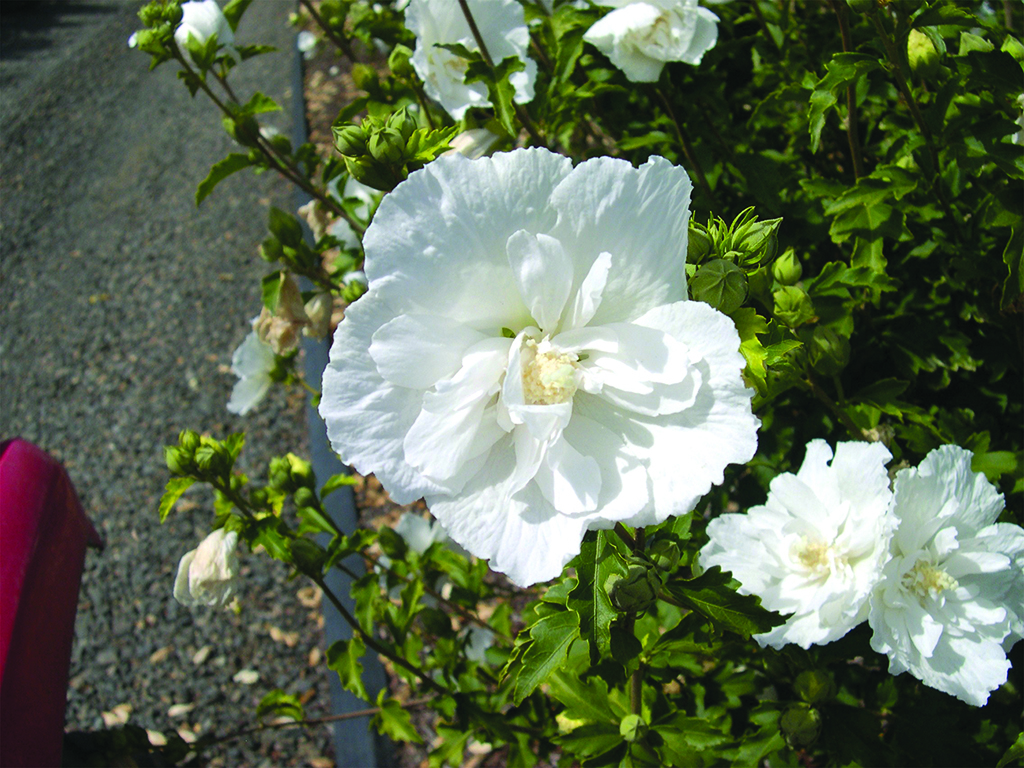 Hibiscus syriacus 'Notwoodtwo'