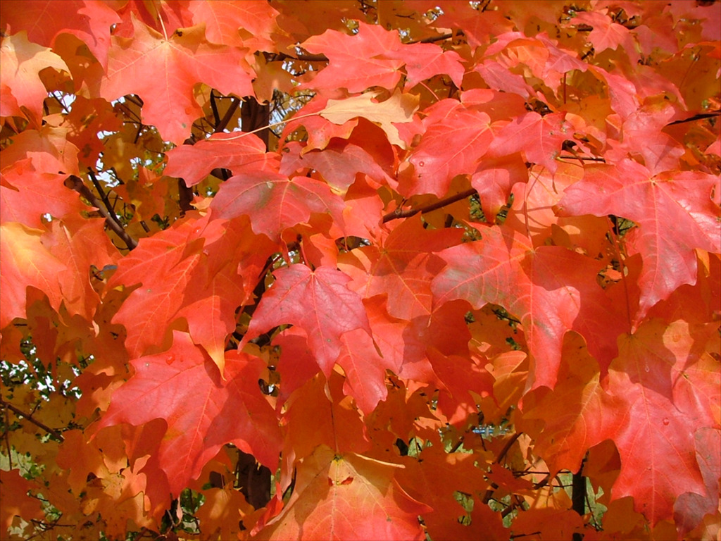 Acer grandidentatum 'Hipzam'