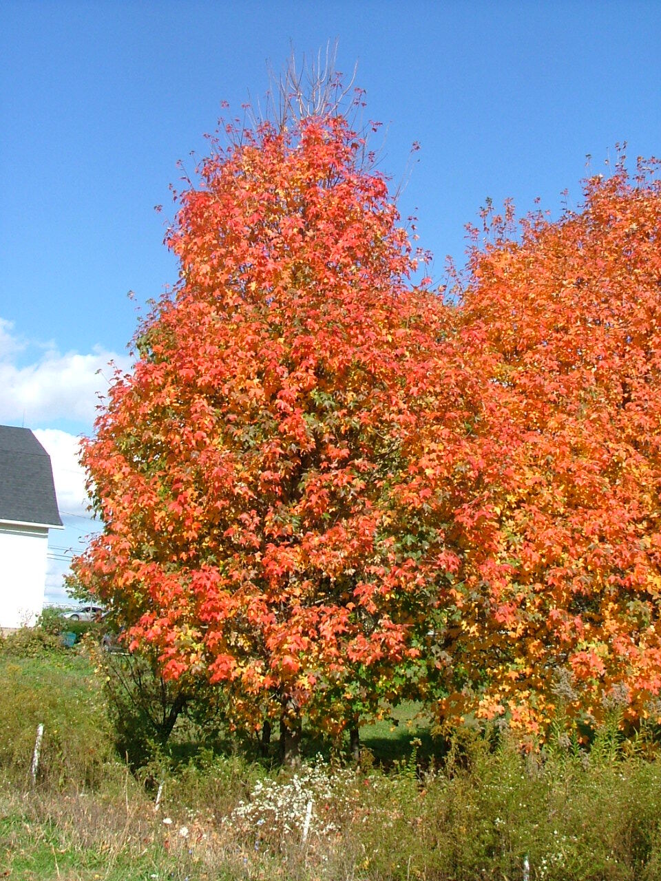 Acer grandidentatum 'Hipzam'