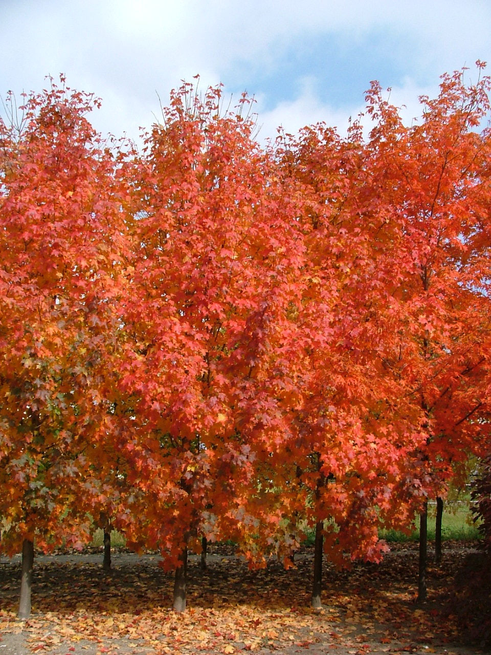 Acer grandidentatum 'Hipzam'