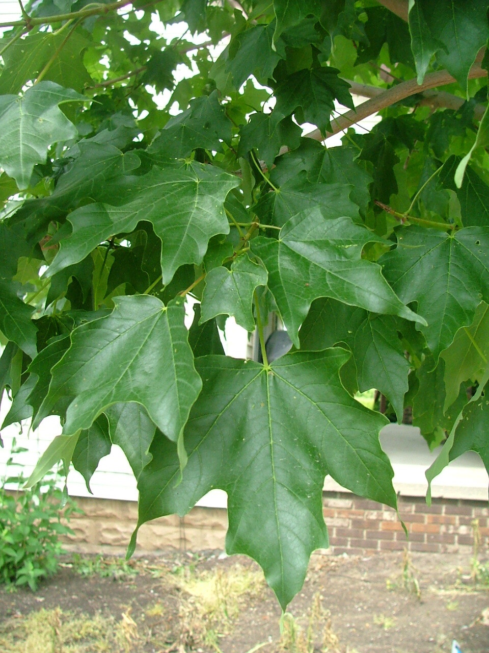 Acer grandidentatum 'Hipzam'