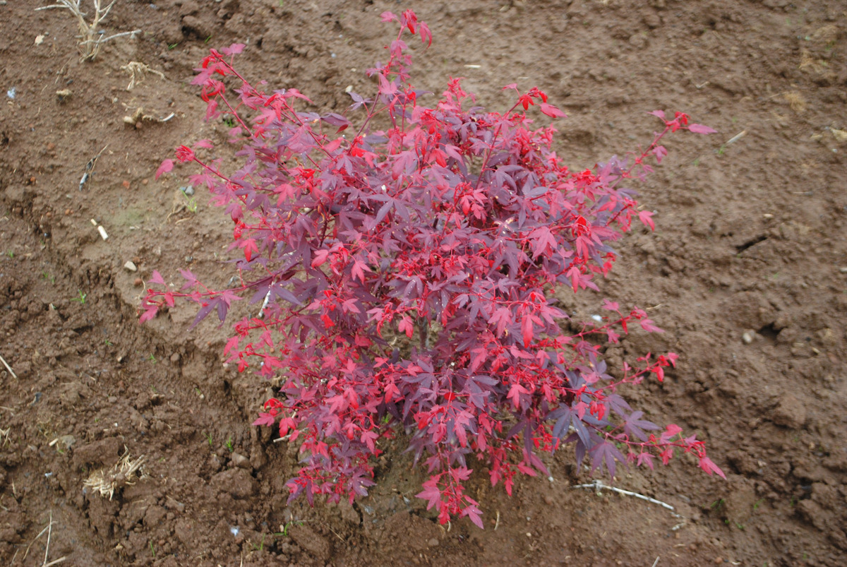 Acer palmatum 'Hime shojo'