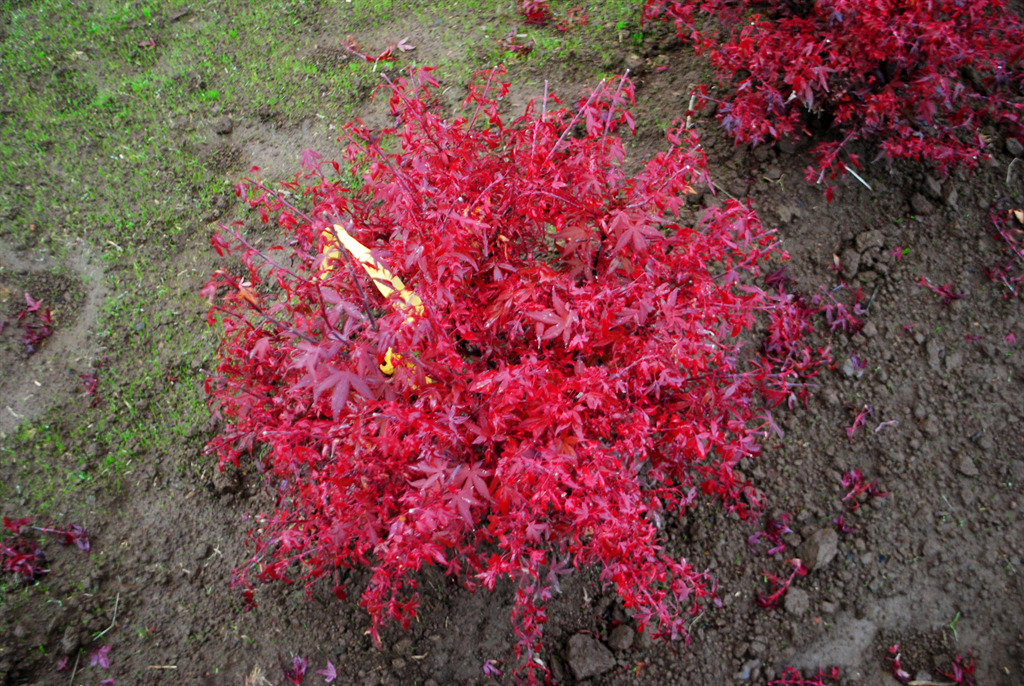 Acer palmatum 'Hime shojo'