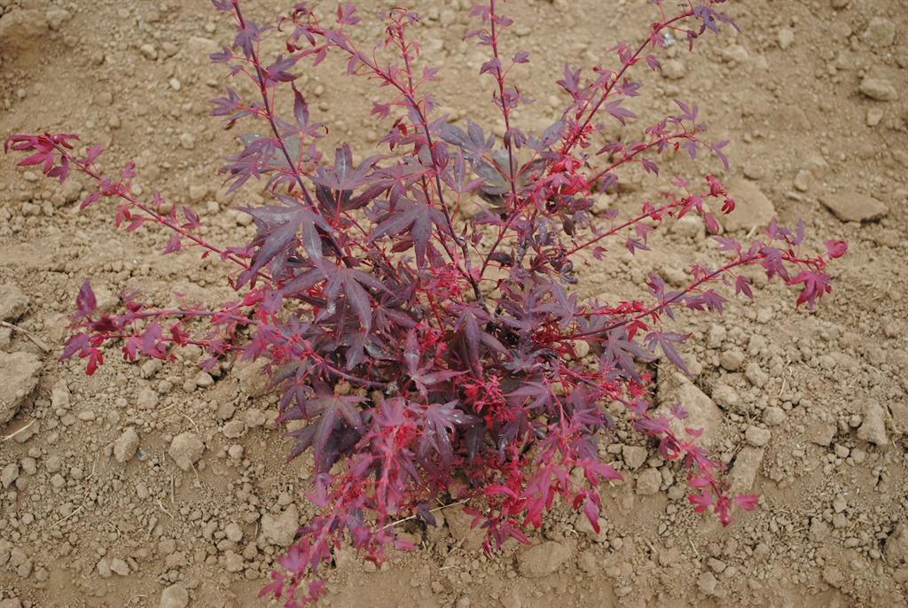 Acer palmatum 'Hime shojo'