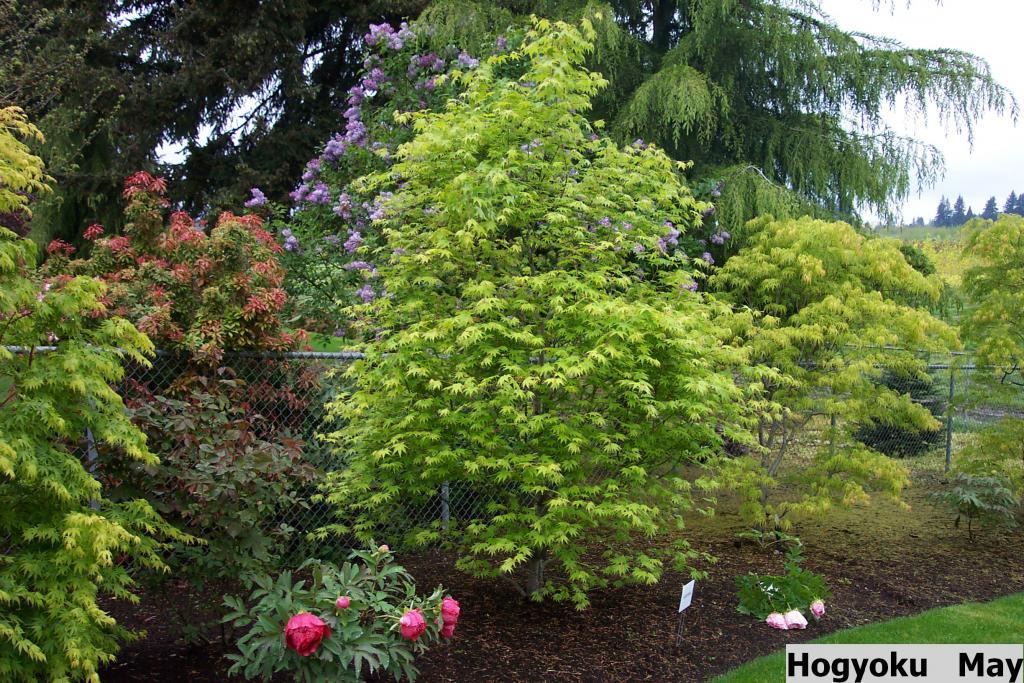 Acer palmatum 'Hogyoku'