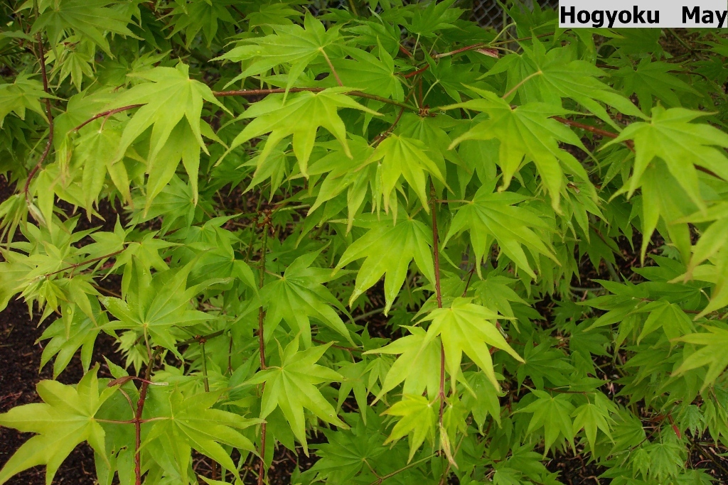 Acer palmatum 'Hogyoku'