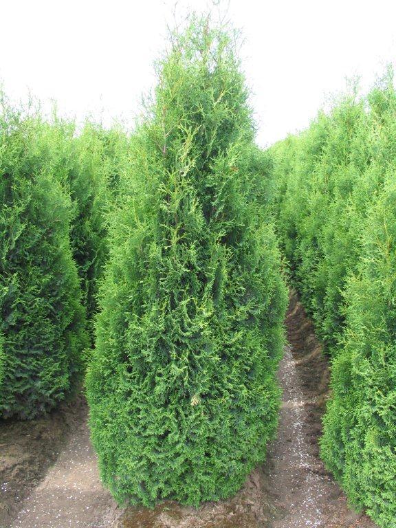 Thuja occidentalis 'Holmstrup'