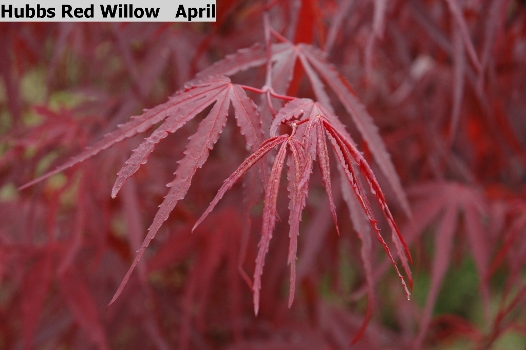 Acer palmatum 'Hubb's Red Willow'