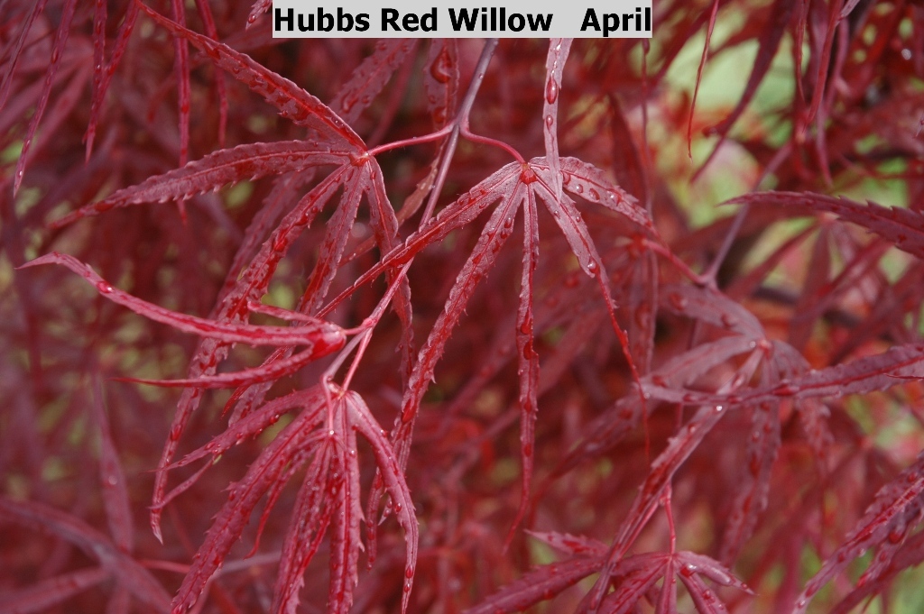 Acer palmatum 'Hubb's Red Willow'