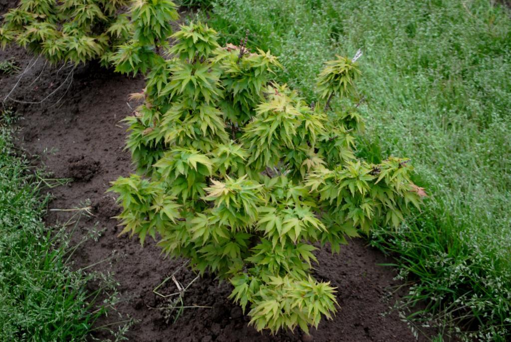 Acer palmatum 'Hupp's Dwarf'