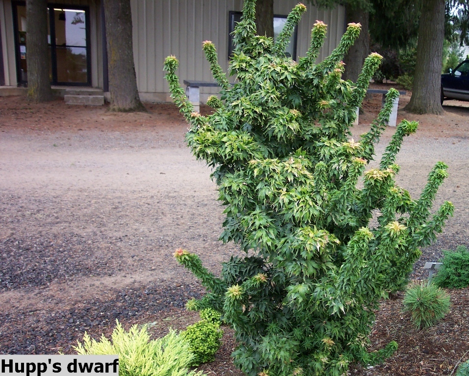 Acer palmatum 'Hupp's Dwarf'