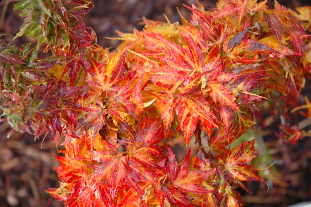 Acer palmatum 'Hupp's Dwarf'