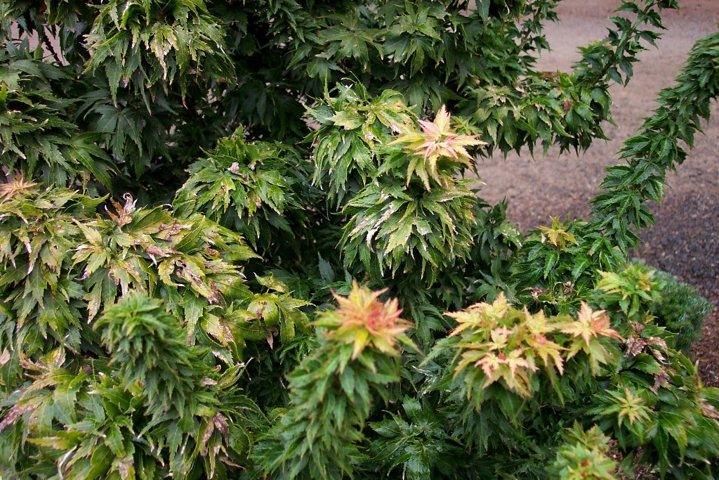 Acer palmatum 'Hupp's Dwarf'
