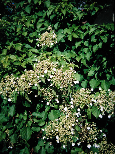 Hydrangea anomala var. petiolaris