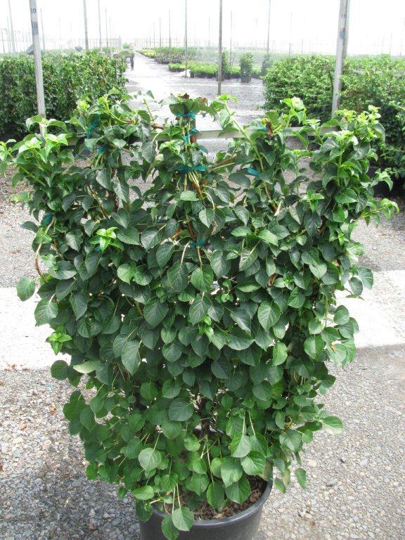 Hydrangea anomala var. petiolaris