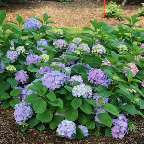 Hydrangea serrata x macrophylla 'SMNHSME' (Let’s Dance Sky View® Reblooming Hydrangea)